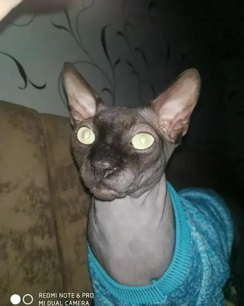 Сфинкс