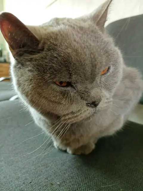 Британская короткошерстная