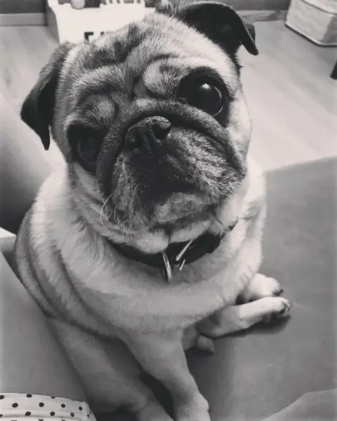 Мопс