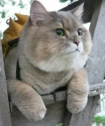 Британская короткошерстная