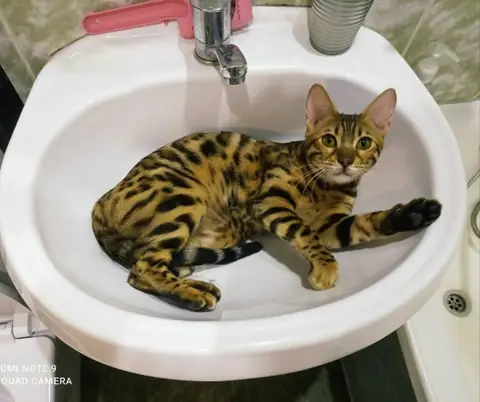 Бенгальская кошка