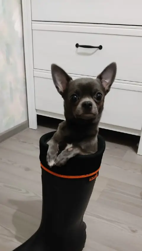 Чихуахуа
