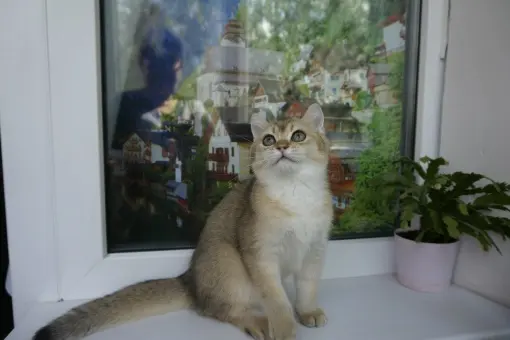 Абиссинская кошка