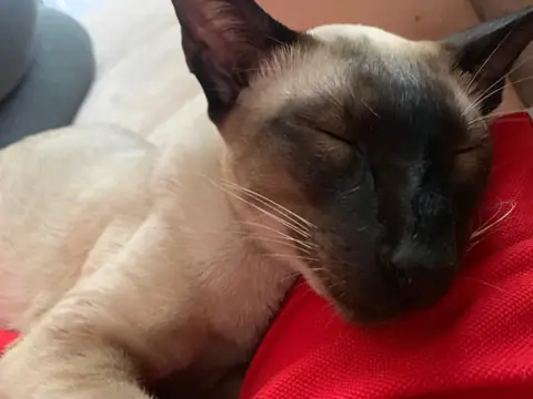 Сиамская кошка