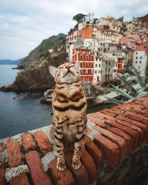 Бенгальская кошка