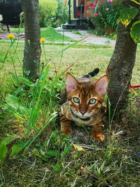 Бенгальская кошка
