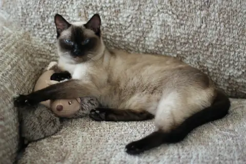 Сиамская кошка