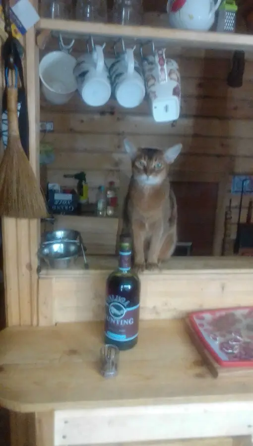 Абиссинская кошка