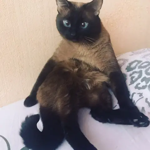 Сиамская кошка
