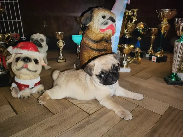 Мопс