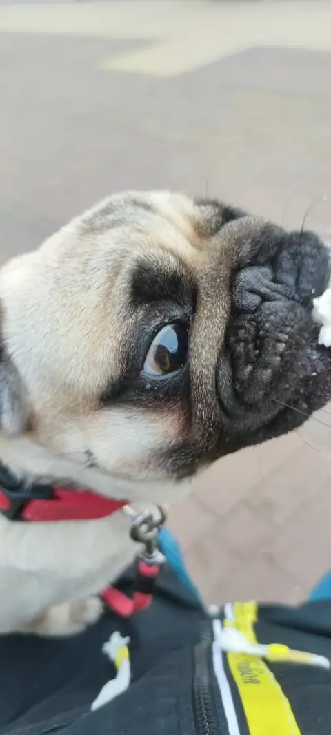 Мопс