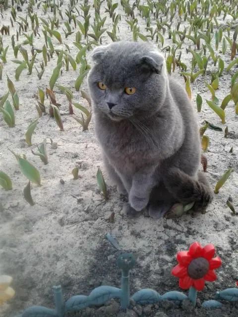 Британская короткошерстная