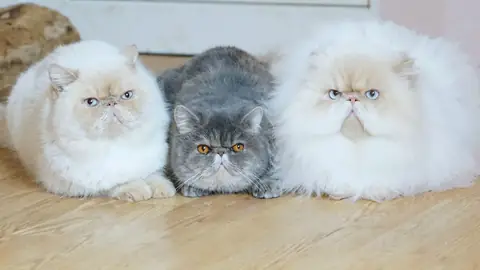 Персидская кошка