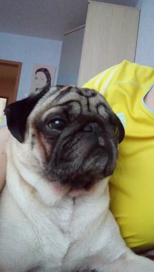 Мопс