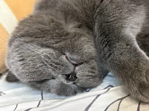 Британская короткошерстная