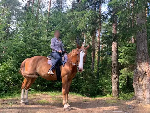 Конный спорт